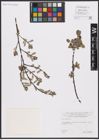 Foto von Salix aurita L.